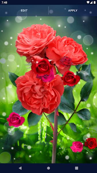 Red Rose Live Wallpaper Captura de pantalla 1