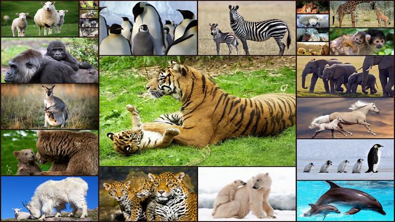 ภาพหน้าจอ Baby Animal Jigsaw Puzzles 1