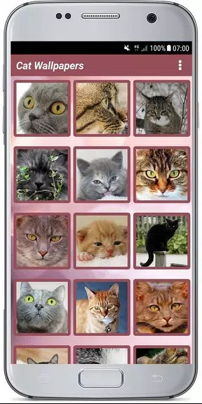 CUTE CAT WALLPAPERS screenshot 3
