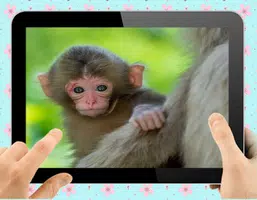 Baby Monkey ကိုဖန်သားပြင်1