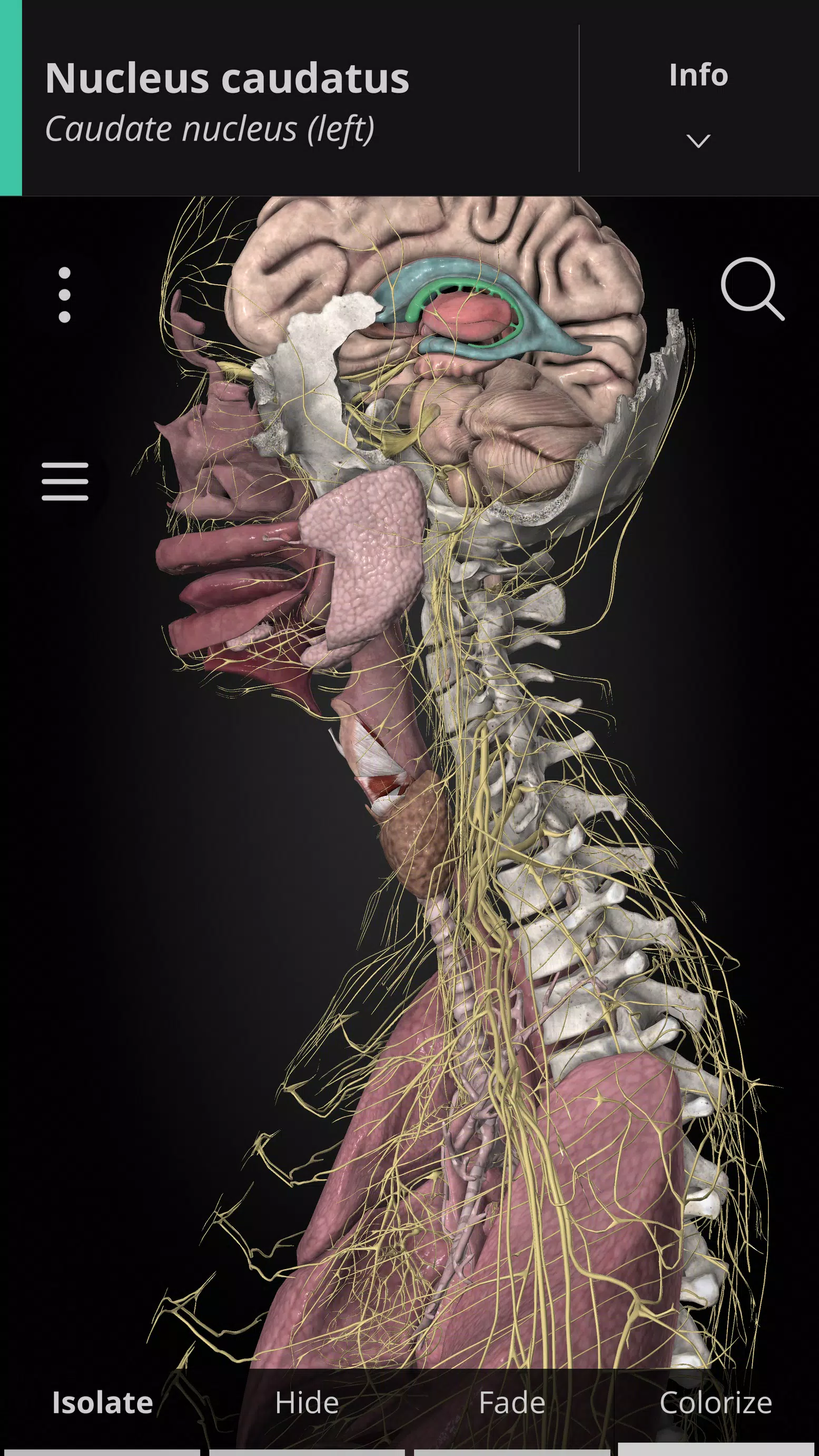 Anatomyka - 3D Anatomy Atlas ảnh chụp màn hình 1