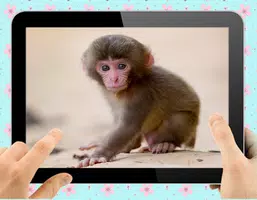 Baby Monkey ကိုဖန်သားပြင်2
