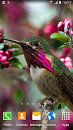 Hummingbirds Live Wallpaper zrzut ekranu 4