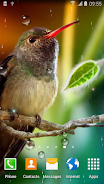 Hummingbirds Live Wallpaper स्क्रीनशॉट 1