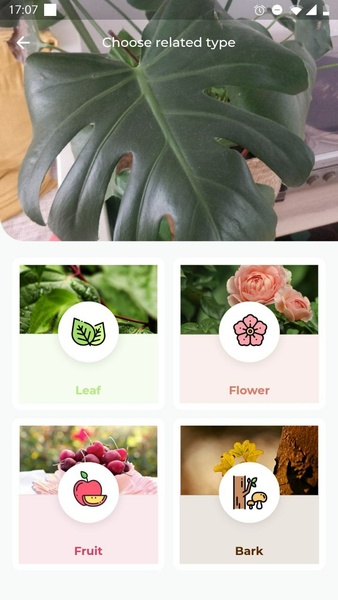 ภาพหน้าจอ LeafSnap 2