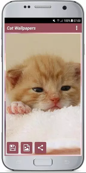CUTE CAT WALLPAPERS screenshot 4