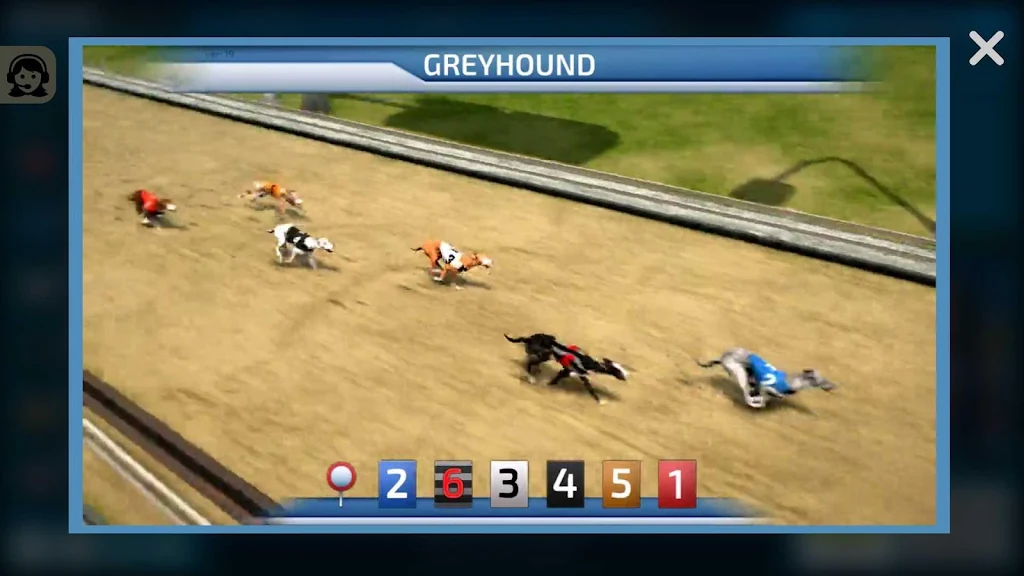 Dogs3D Races Betting screenshot 2