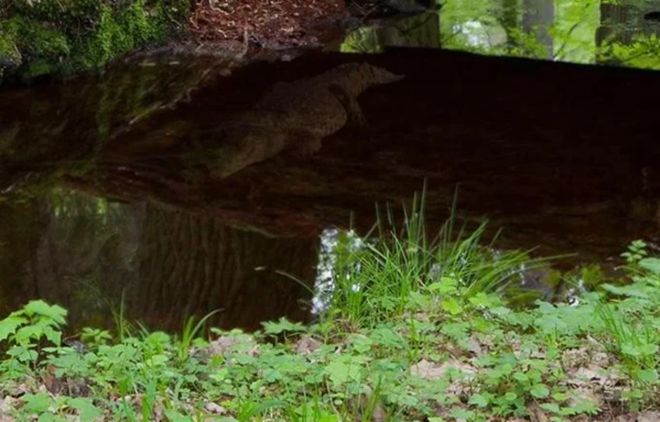 Abandoned Forest Treasure Escape Capture d’écran1