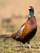 Pheasant sounds ကိုဖန်သားပြင်1