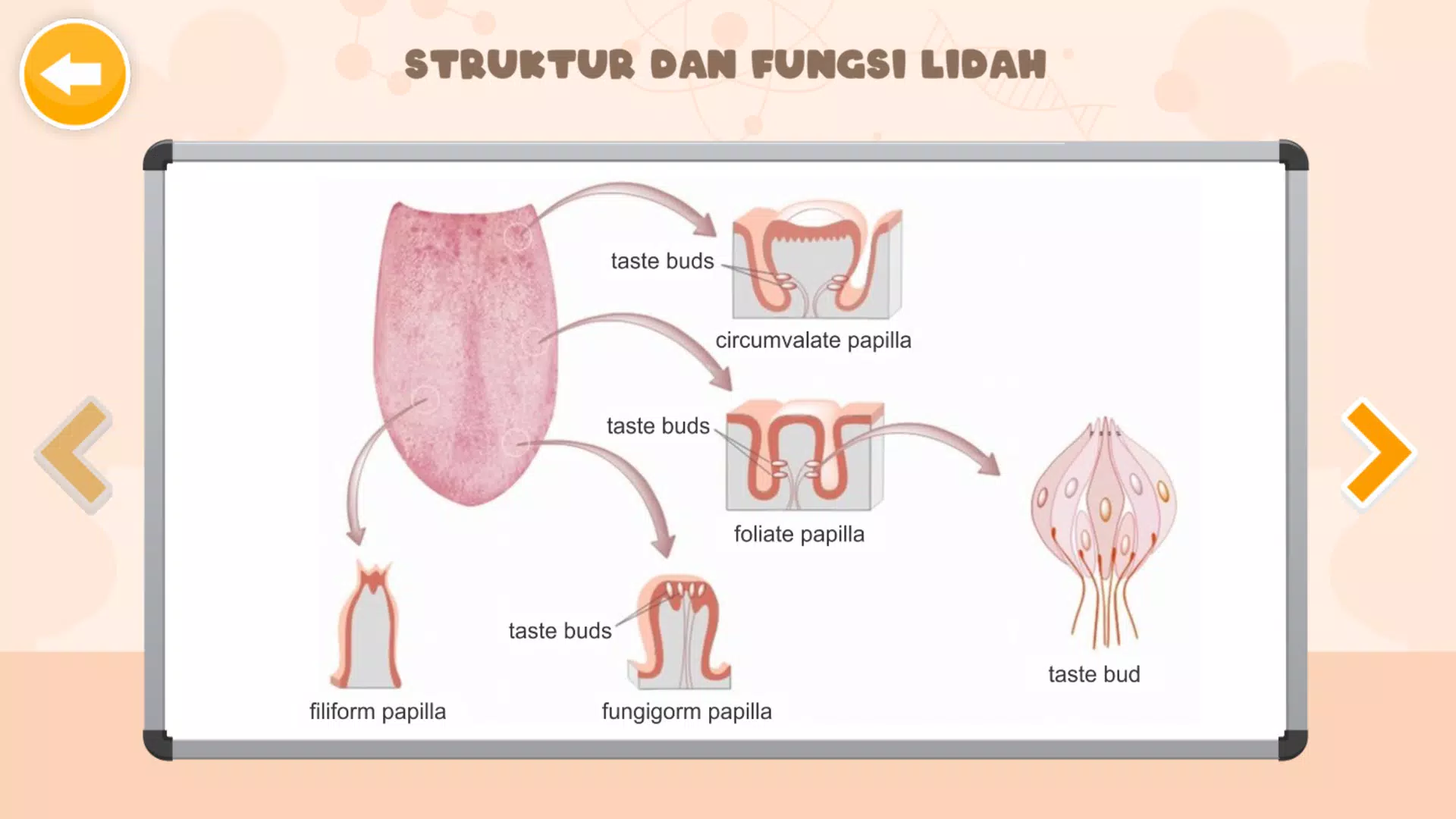 Sistem Indra Manusia Captura de tela 4