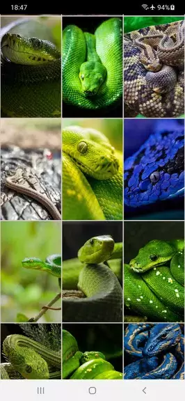 Snake Wallpapers स्क्रीनशॉट 4