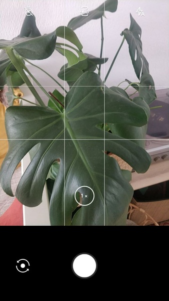 LeafSnap ကိုဖန်သားပြင်1