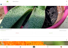 Screenshot PlantNet Identificação planta 3