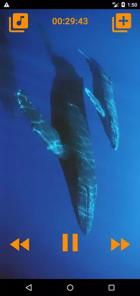 Whales songs to sleep Screenshot 3