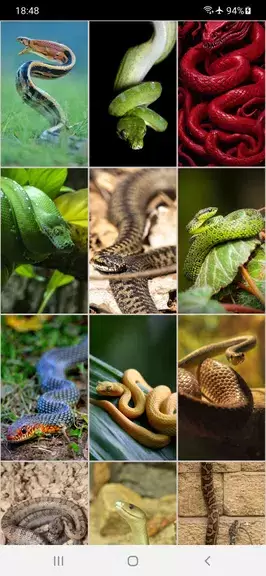 Snake Wallpapers स्क्रीनशॉट 2