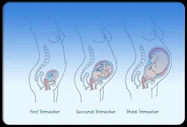 Pregnancy Stages Capture d’écran4