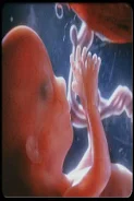 Pregnancy Stages captura de pantalla 1