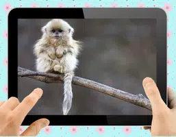 Baby Monkey ကိုဖန်သားပြင်3