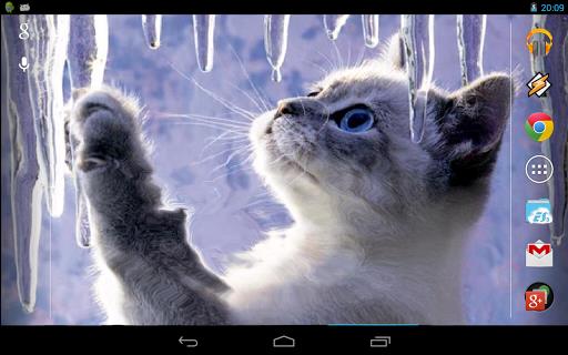 Interactive Kitten screenshot 4