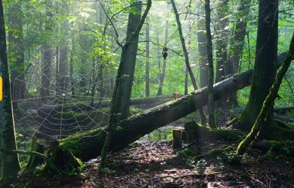 ภาพหน้าจอ Abandoned Forest Treasure Escape 4