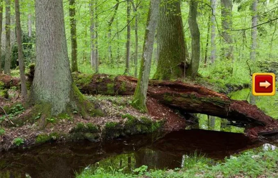 Abandoned Forest Treasure Escape স্ক্রিনশট 2